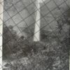 AFICHES ANTIGUOS TERRITORIO DE TEPIC Y LEOPOLDO ROMANO 1897 - Imagen 6