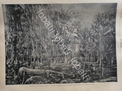 GRABADO ANTIGUO 1895 BOSQUE DE CHAPULTEPEC /LDM